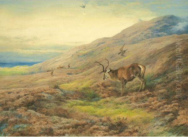 In The Highlands, Red Stag Mobbed By A Pair Of Peregrines Oil Painting by Archibald Thorburn