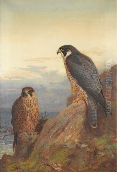 An Adult And Immature Peregrine Oil Painting by Archibald Thorburn