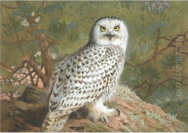 A Female Snowy Owl Oil Painting by Archibald Thorburn