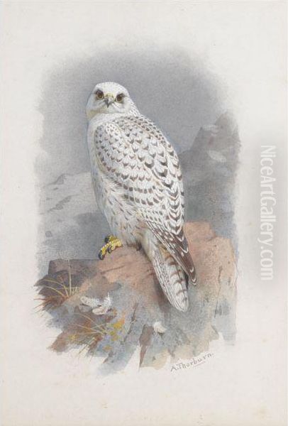 A Greenland Falcon Oil Painting by Archibald Thorburn