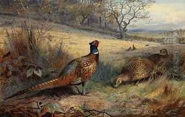 A Cock Pheasant With Two Hen 
Pheasants In An Autumnal Landscape,other Pheasants Beyond, A Farm With 
Sheep And Cattle In The Fardistance Oil Painting by Archibald Thorburn