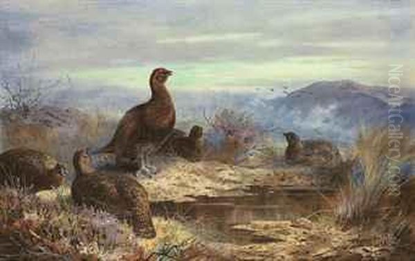 A Covey Of Five Red Grouse Amongst Heather Oil Painting by Archibald Thorburn