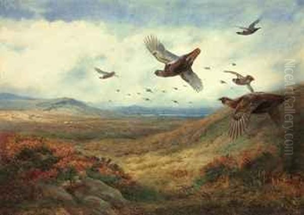 Red Grouse In Flight Oil Painting by Archibald Thorburn