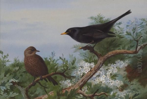 Blackbird Oil Painting by Archibald Thorburn