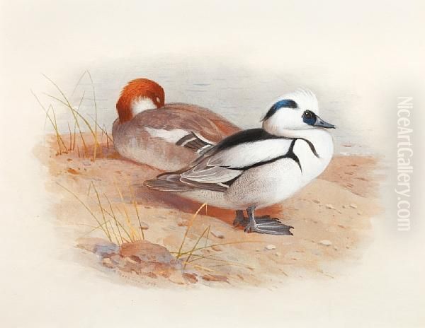 Study Of A Male And Female Smew Oil Painting by Archibald Thorburn