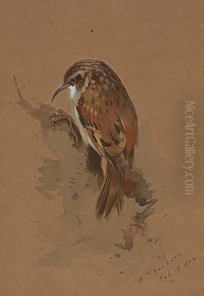 Tree Creeper Oil Painting by Archibald Thorburn