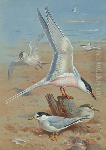 Roseate Tern Oil Painting by Archibald Thorburn