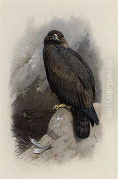 Golden Eagle Oil Painting by Archibald Thorburn