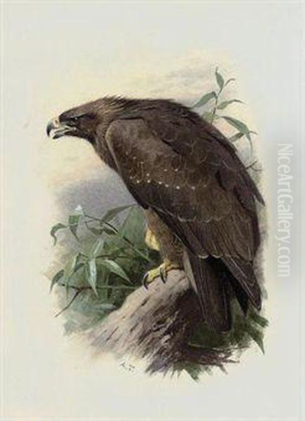 Spotted Eagle Oil Painting by Archibald Thorburn