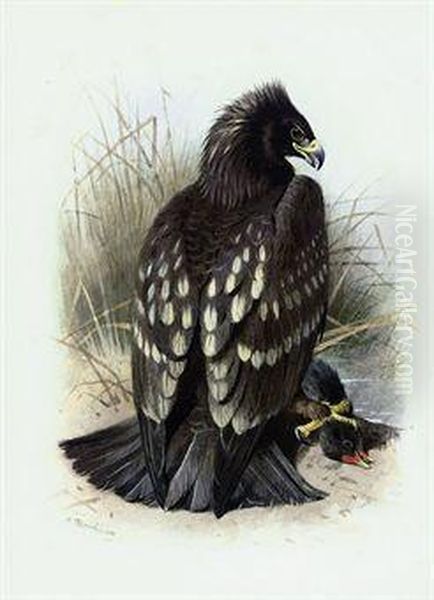 Spotted Eagle Oil Painting by Archibald Thorburn