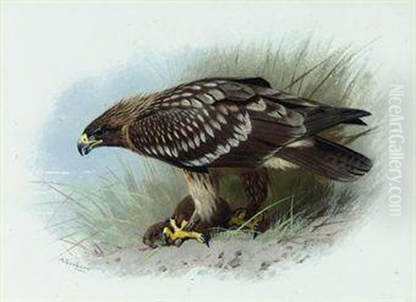 Spotted Eagle Oil Painting by Archibald Thorburn