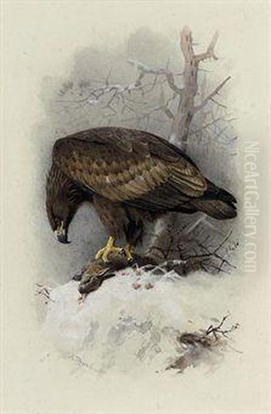 White-tailed Or Sea Eagle Oil Painting by Archibald Thorburn