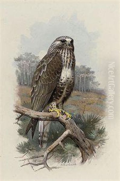 Rough-legged Buzzard Oil Painting by Archibald Thorburn