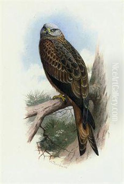 Kite Oil Painting by Archibald Thorburn