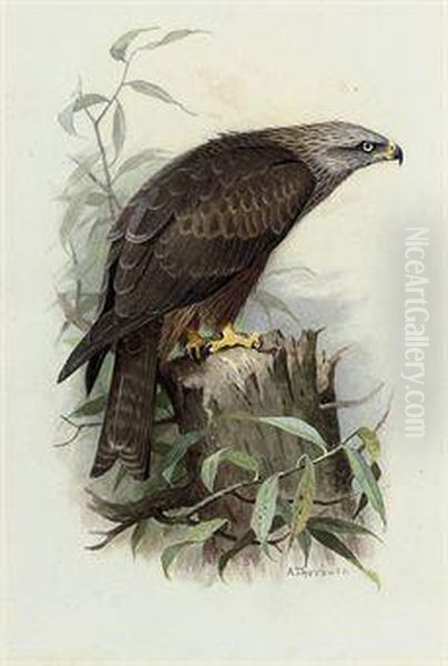 Black Kite Oil Painting by Archibald Thorburn