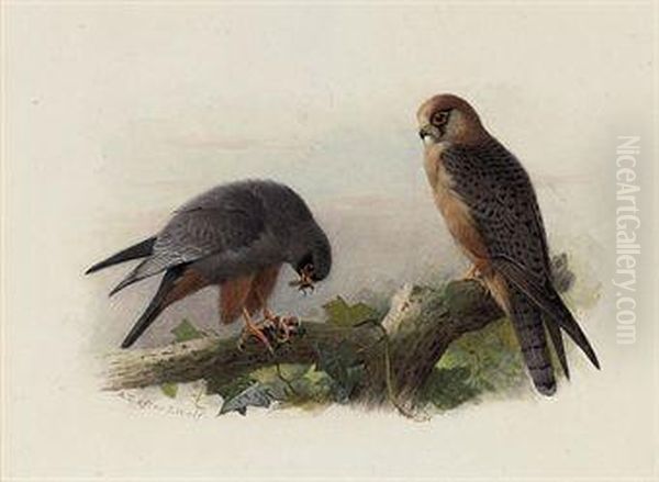 Red-footed Falcon Oil Painting by Archibald Thorburn