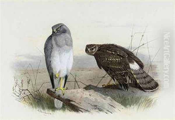 Hen-harrier Oil Painting by Archibald Thorburn