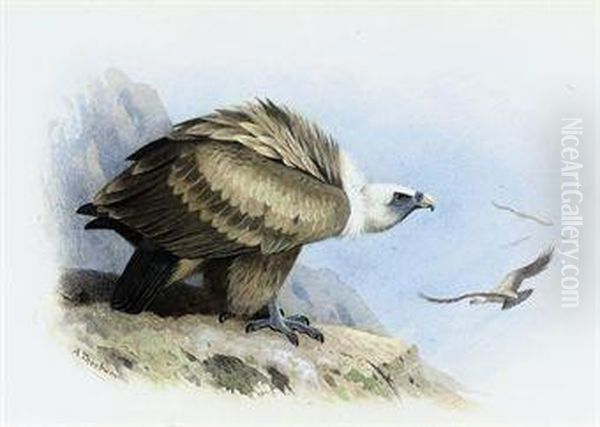 Griffon Vulture by Archibald Thorburn