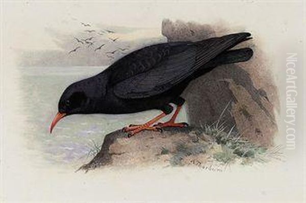 Red-billed Chough Oil Painting by Archibald Thorburn