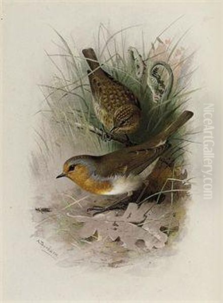 Robin Oil Painting by Archibald Thorburn