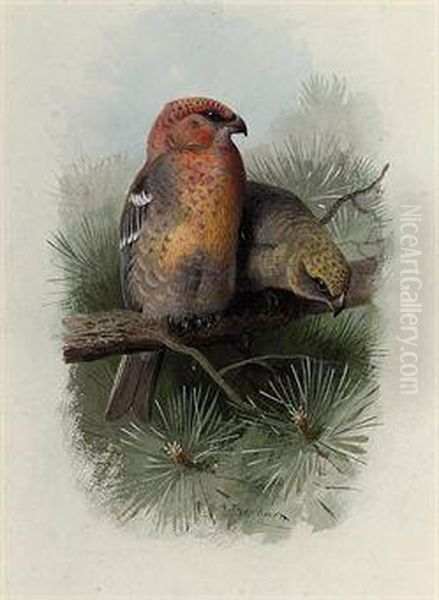 Pine-grosbeak Oil Painting by Archibald Thorburn