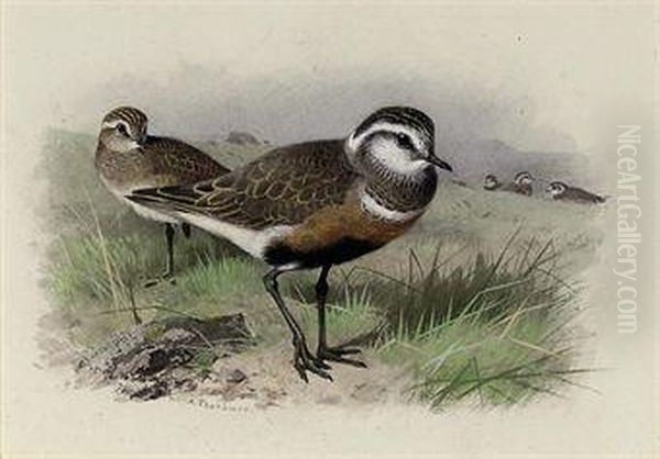 Dotterel Oil Painting by Archibald Thorburn