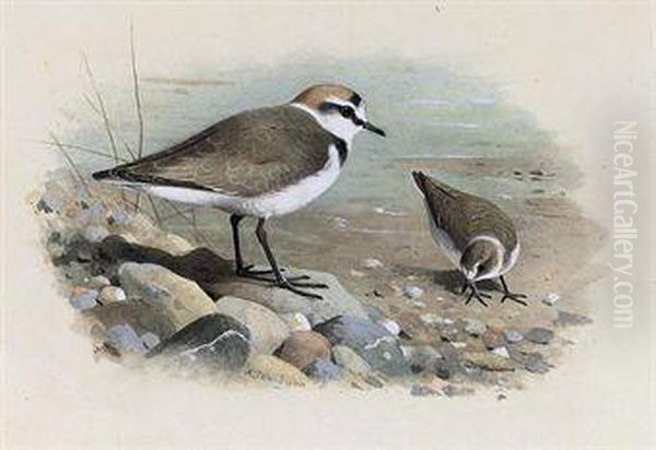 Kentish Plover Oil Painting by Archibald Thorburn