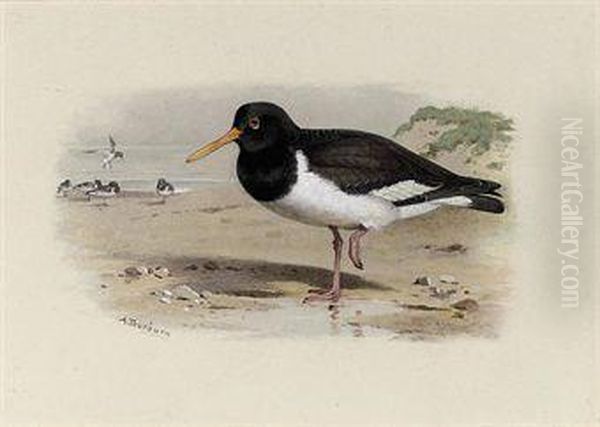 Oyster-catcher Or Sea-pie Oil Painting by Archibald Thorburn