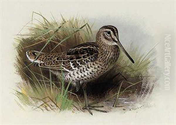 Great Or Solitary Snipe Oil Painting by Archibald Thorburn