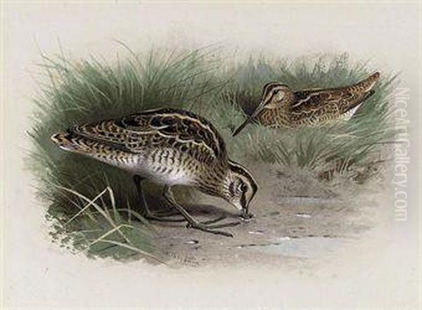 Common Snipe Oil Painting by Archibald Thorburn