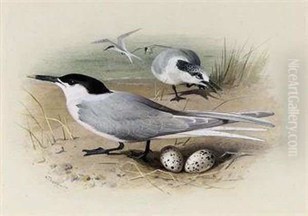 Sandwich Tern Oil Painting by Archibald Thorburn