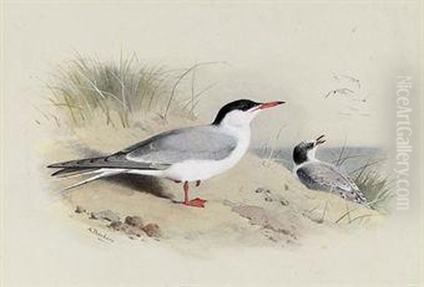 Common Tern Oil Painting by Archibald Thorburn