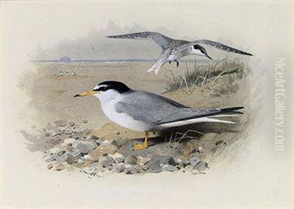 Little Tern Oil Painting by Archibald Thorburn