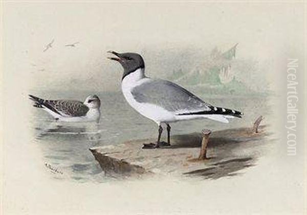 Sabine's Gull Oil Painting by Archibald Thorburn