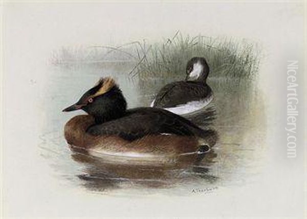 Lesser Crested, Horned, Or Sclavonian Grebe Oil Painting by Archibald Thorburn