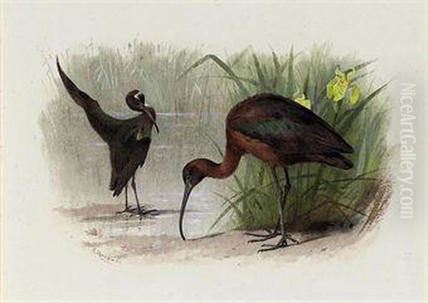 Glossy Ibis Oil Painting by Archibald Thorburn