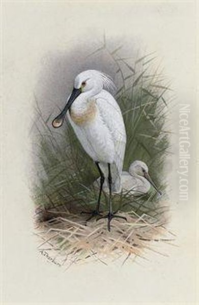 Spoonbill Oil Painting by Archibald Thorburn