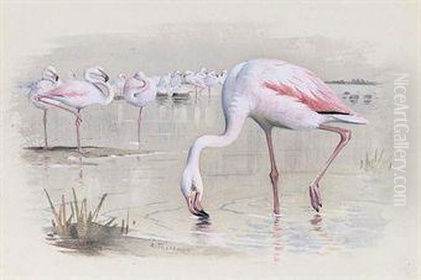 Flamingo Oil Painting by Archibald Thorburn