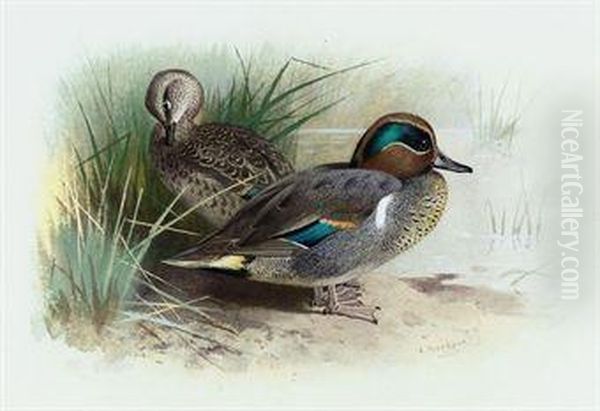 American Green-winged Teal Oil Painting by Archibald Thorburn