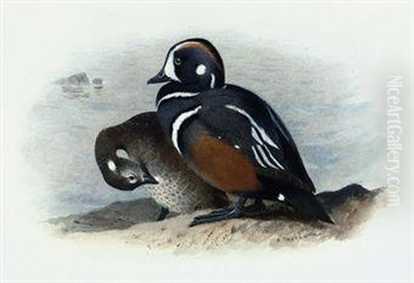 Harlequin Duck Oil Painting by Archibald Thorburn