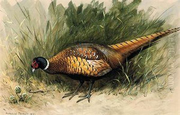 A Foraging Pheasant Oil Painting by Archibald Thorburn