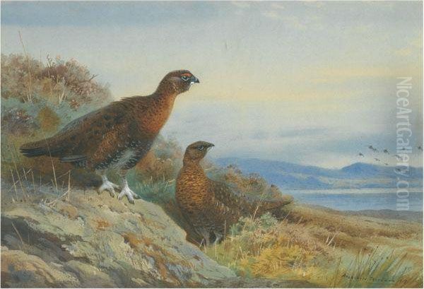 Brace Of Grouse Oil Painting by Archibald Thorburn