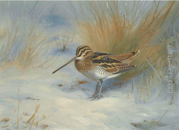 Snipe In The Snow Oil Painting by Archibald Thorburn