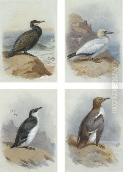 A Cormorant, A Gannet, A Guillemot And A Razorbill Oil Painting by Archibald Thorburn