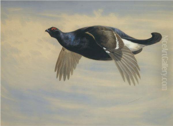 Blackcock In Flight Oil Painting by Archibald Thorburn