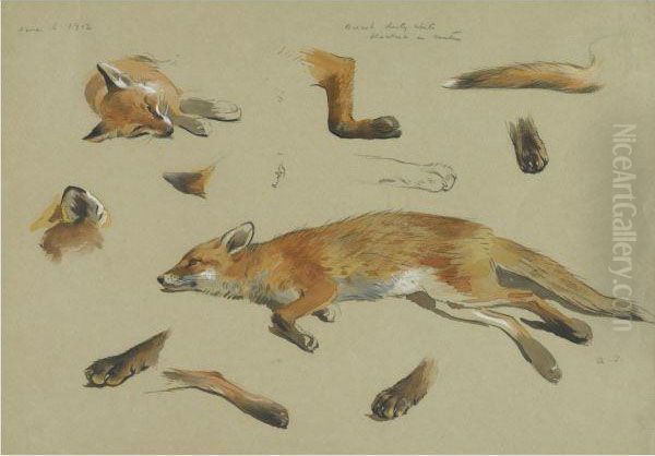 Studies Of A Recumbent Fox Oil Painting by Archibald Thorburn