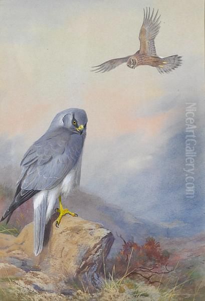 Hen Harrier Oil Painting by Archibald Thorburn