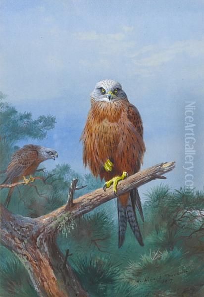 Red Kite Oil Painting by Archibald Thorburn