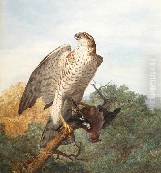 Sparrowhawk On A Branch With Quarry Oil Painting by Archibald Thorburn