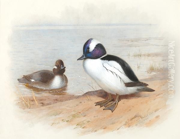 Study Of A Male And Female Buffel-headedduck Oil Painting by Archibald Thorburn